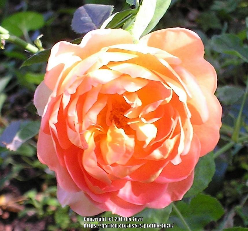 Photo of English Shrub Rose (Rosa 'Lady of Shalott') uploaded by zuzu