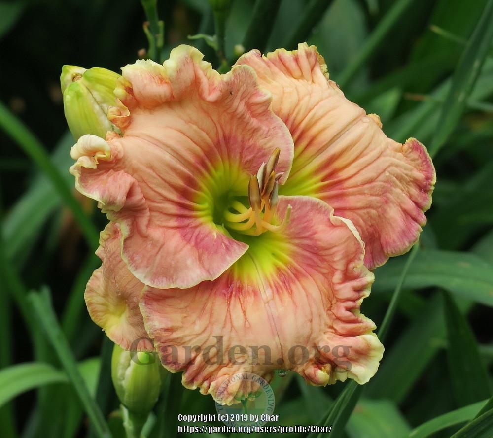 Photo of Daylily (Hemerocallis 'When Johnny Comes Marching Home') uploaded by Char