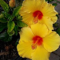Location: Thunder Bay ON, Canada
Date: August 2019
I am in zone 3a .. love the summer Hibiscus.