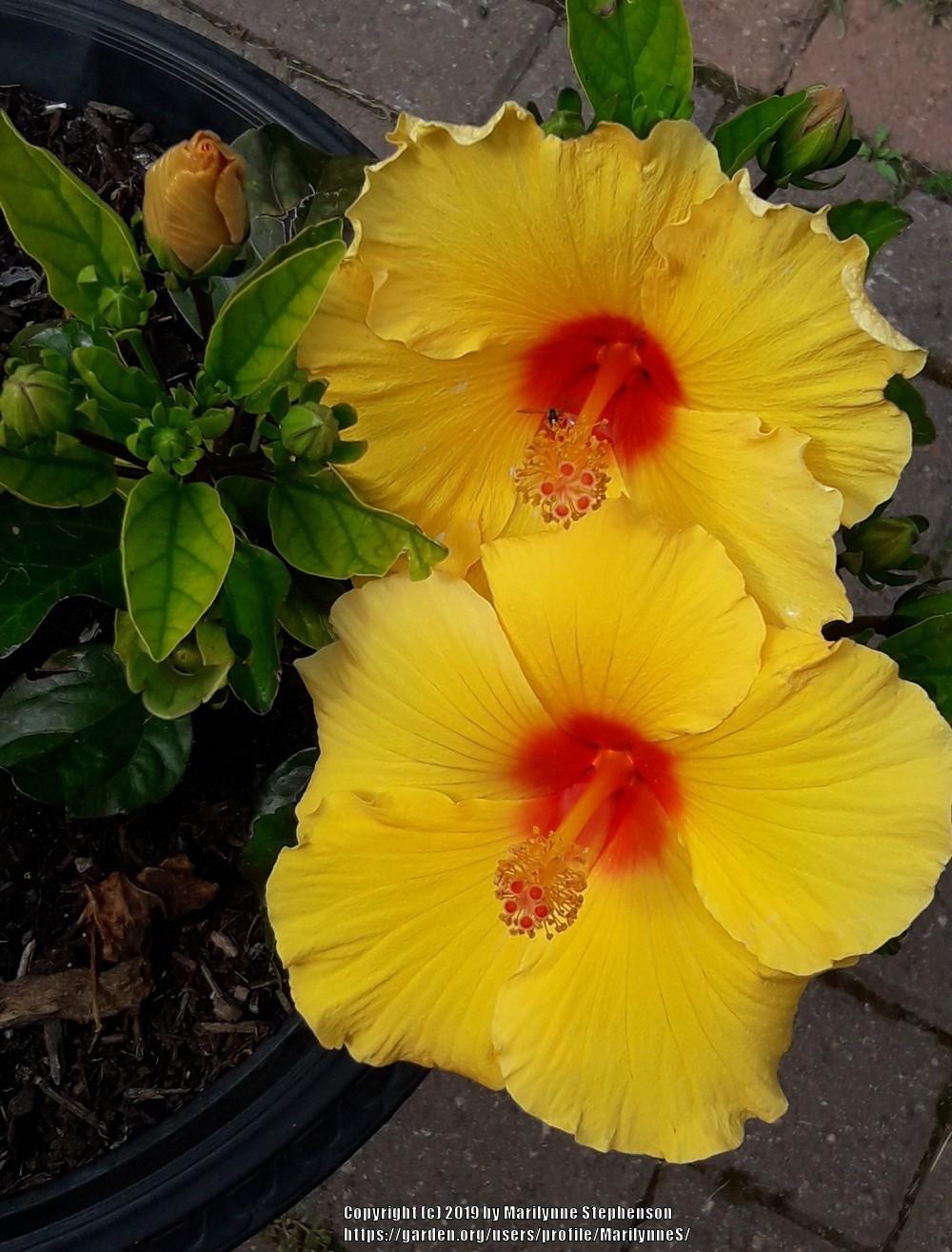 Photo of Hibiscus uploaded by MarilynneS