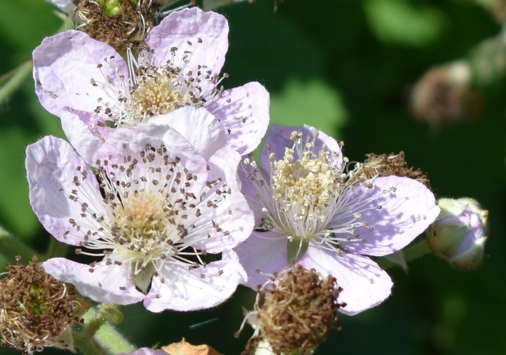 Photo of Wild Blackberry (Rubus cochinchinensis) uploaded by SherriRaye