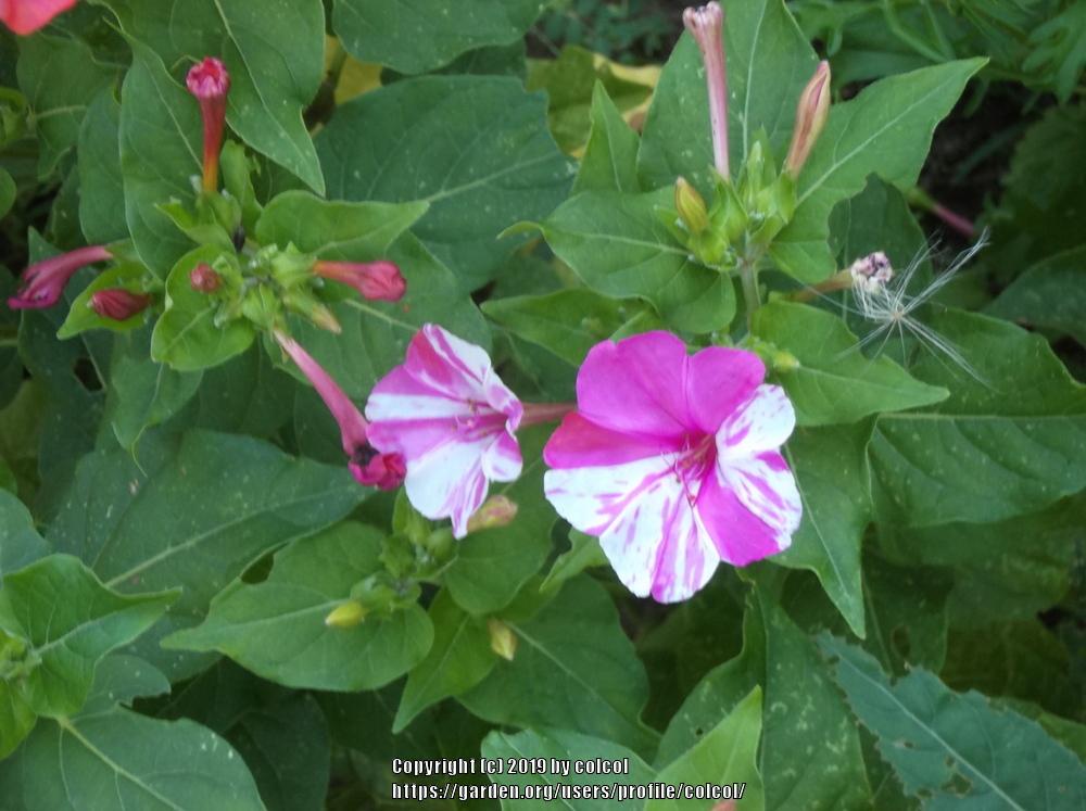 Photo of Four o'Clocks (Mirabilis jalapa 'Broken Colors') uploaded by colcol