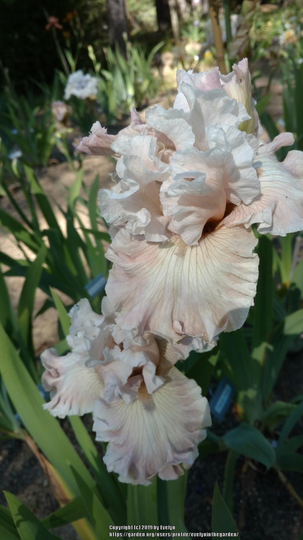 Photo of Tall Bearded Iris (Iris 'Friendly Advice') uploaded by evelyninthegarden
