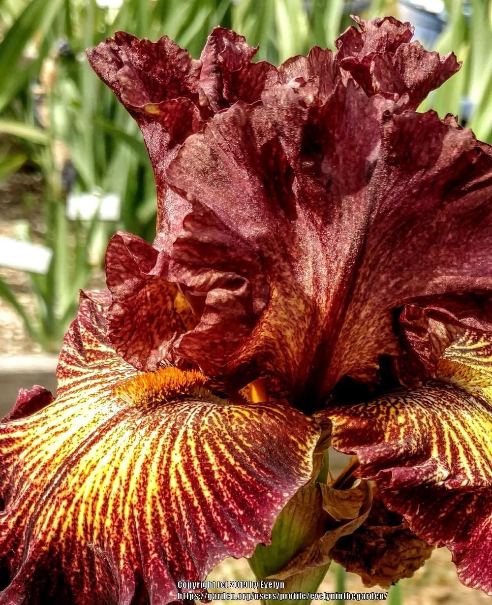Photo of Tall Bearded Iris (Iris 'High Octane') uploaded by evelyninthegarden