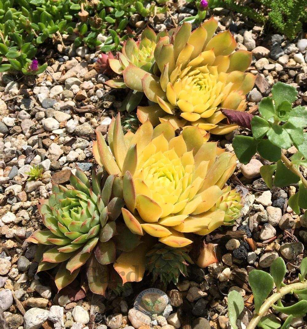 Photo of Hen and Chicks (Sempervivum 'Gold Nugget') uploaded by BlueOddish
