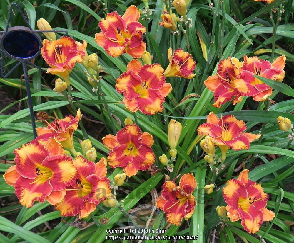 Photo of Daylily (Hemerocallis 'Tiger by the Tail') uploaded by Char