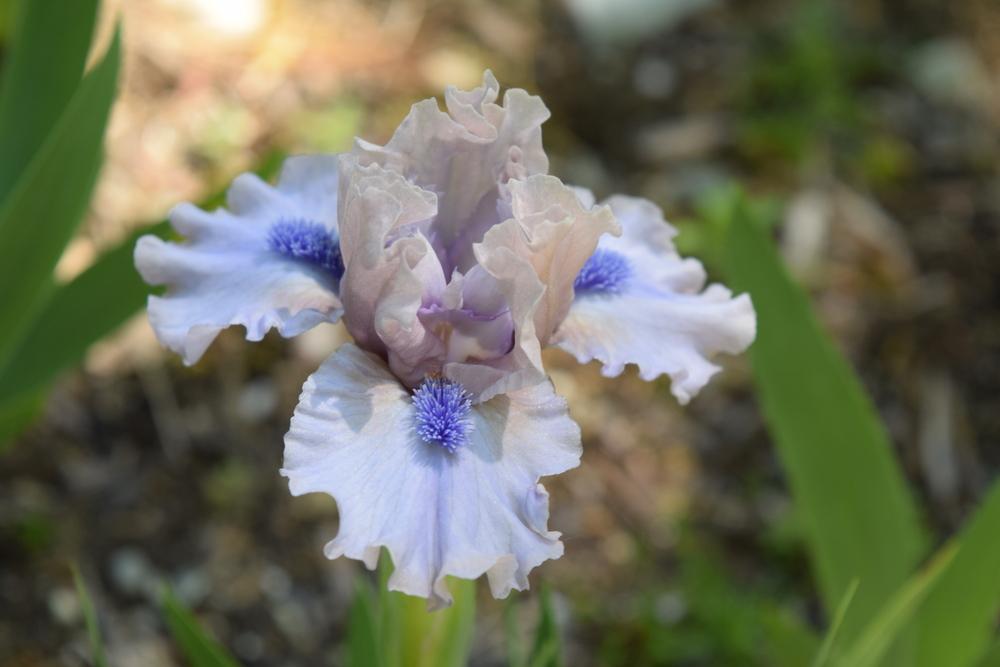 Photo of Standard Dwarf Bearded Iris (Iris 'Breathtaking') uploaded by Dachsylady86