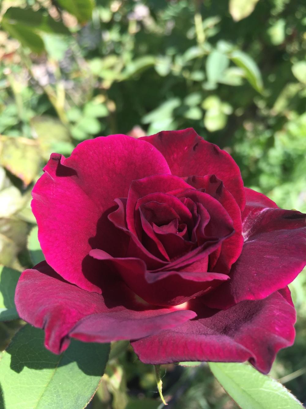 Photo of Rose (Rosa 'Intrigue') uploaded by reh0622