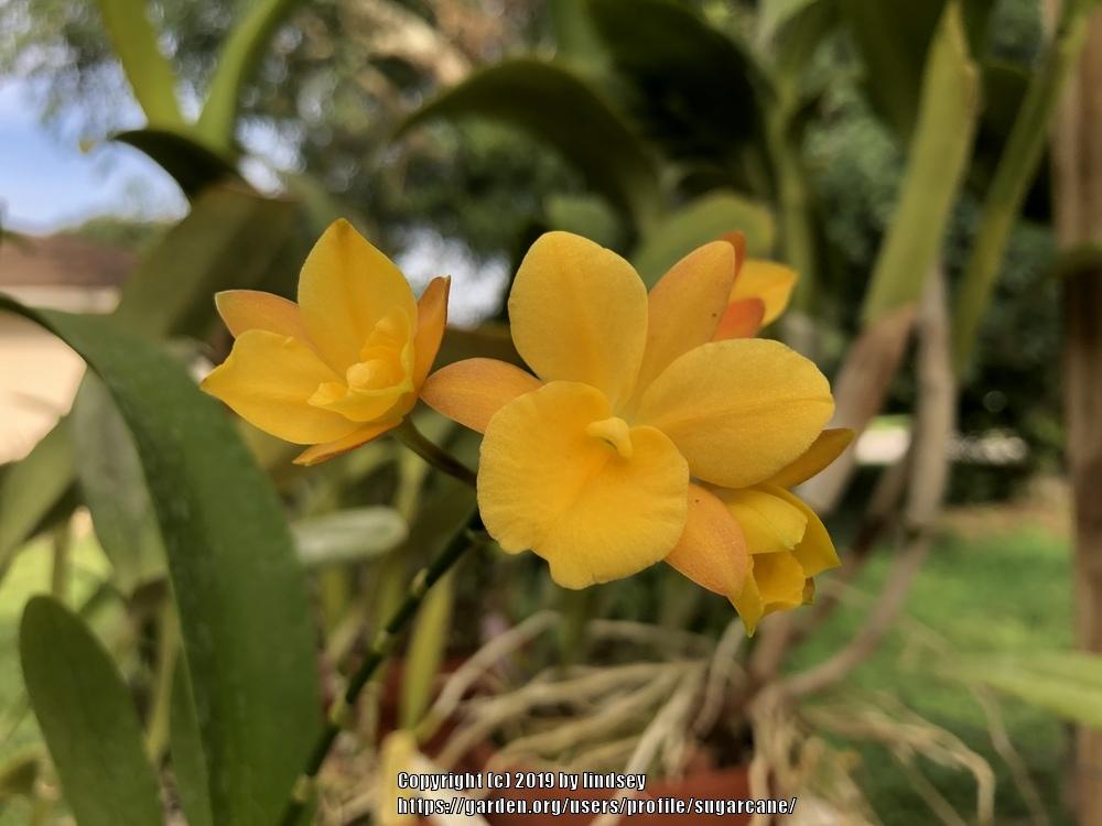 Photo of Orchid (Guaritonia Why Not) uploaded by sugarcane