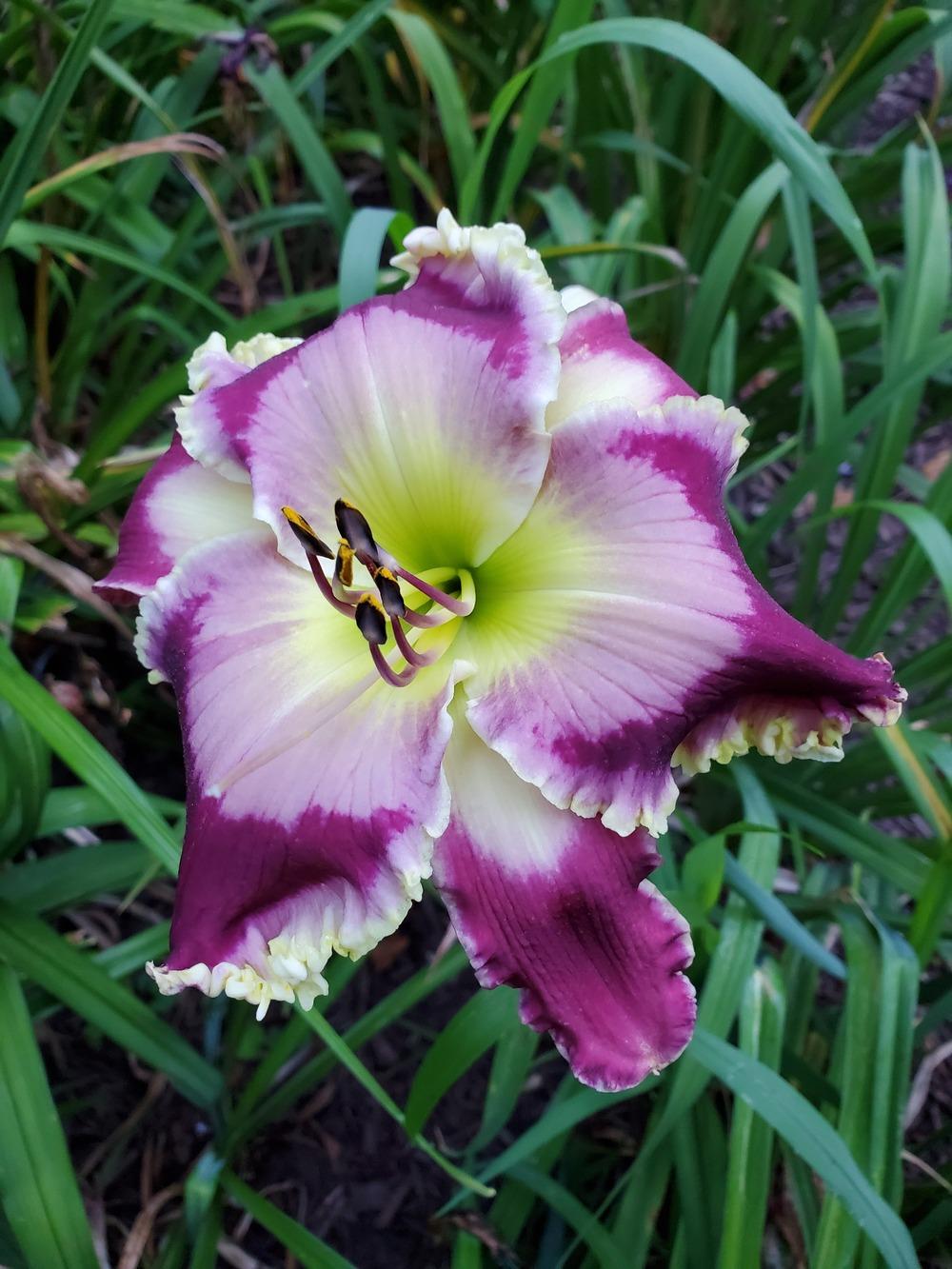 Photo of Daylily (Hemerocallis 'Pray Without Ceasing') uploaded by Ahead