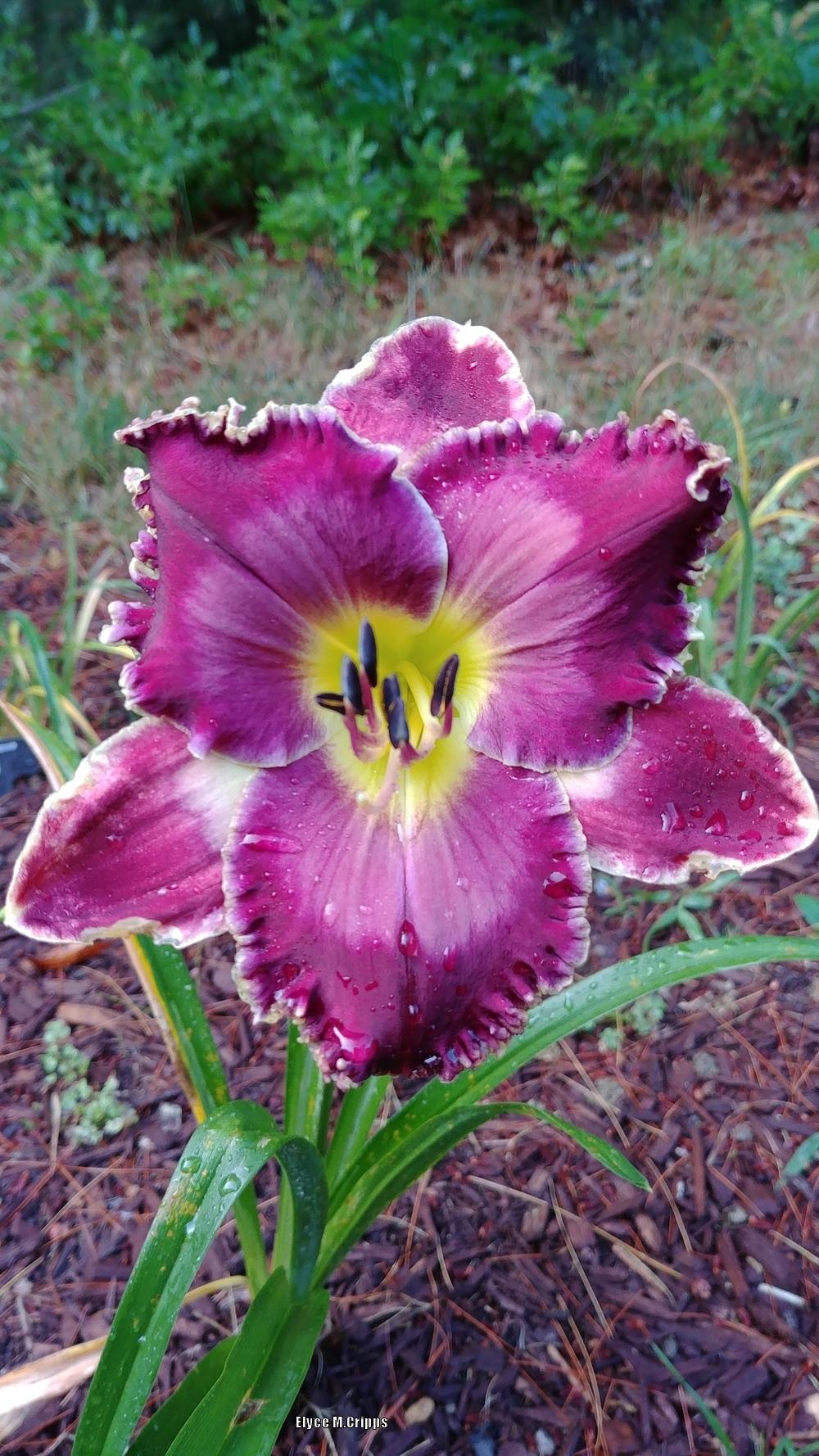 Photo of Daylily (Hemerocallis 'Desire of Nations') uploaded by ElyceC