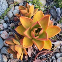Location: Baja California
Date: 2019-08-09
Aeonium nobile x in mid summer: small rosettes, bright colors, cu