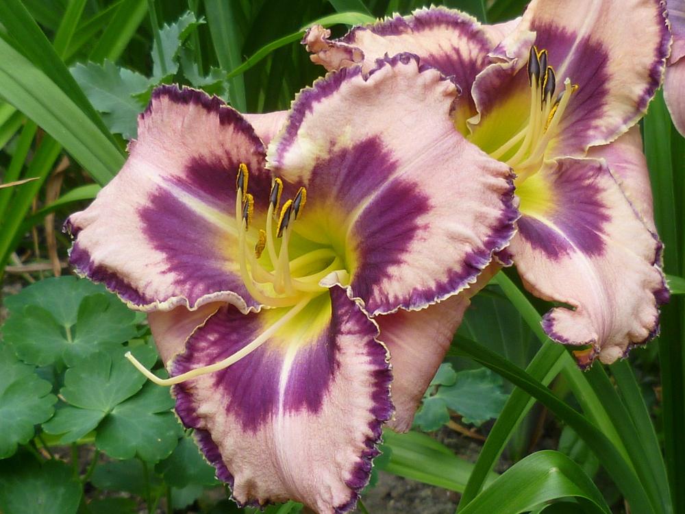 Photo of Daylily (Hemerocallis 'The Flower Formerly Known As Griff') uploaded by Beewe
