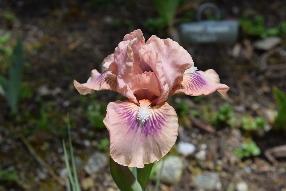 Photo of Standard Dwarf Bearded Iris (Iris 'Jewels') uploaded by Dachsylady86