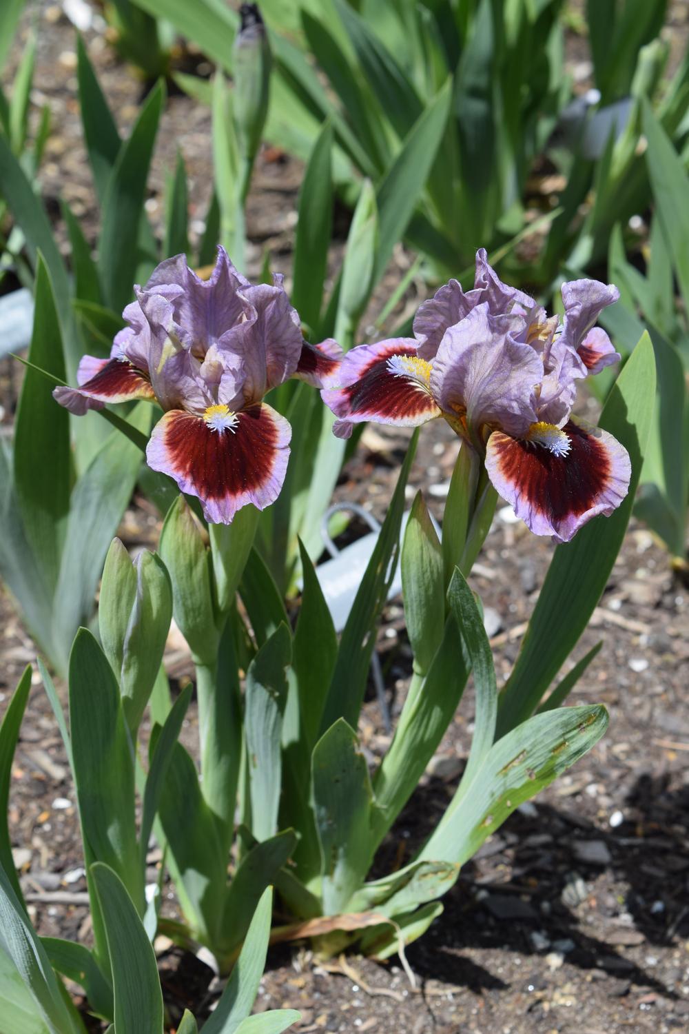 Photo of Standard Dwarf Bearded Iris (Iris 'Going in Circles') uploaded by Dachsylady86
