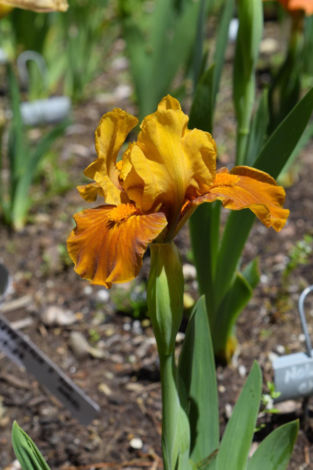 Photo of Standard Dwarf Bearded Iris (Iris 'Hear No Evil') uploaded by Dachsylady86