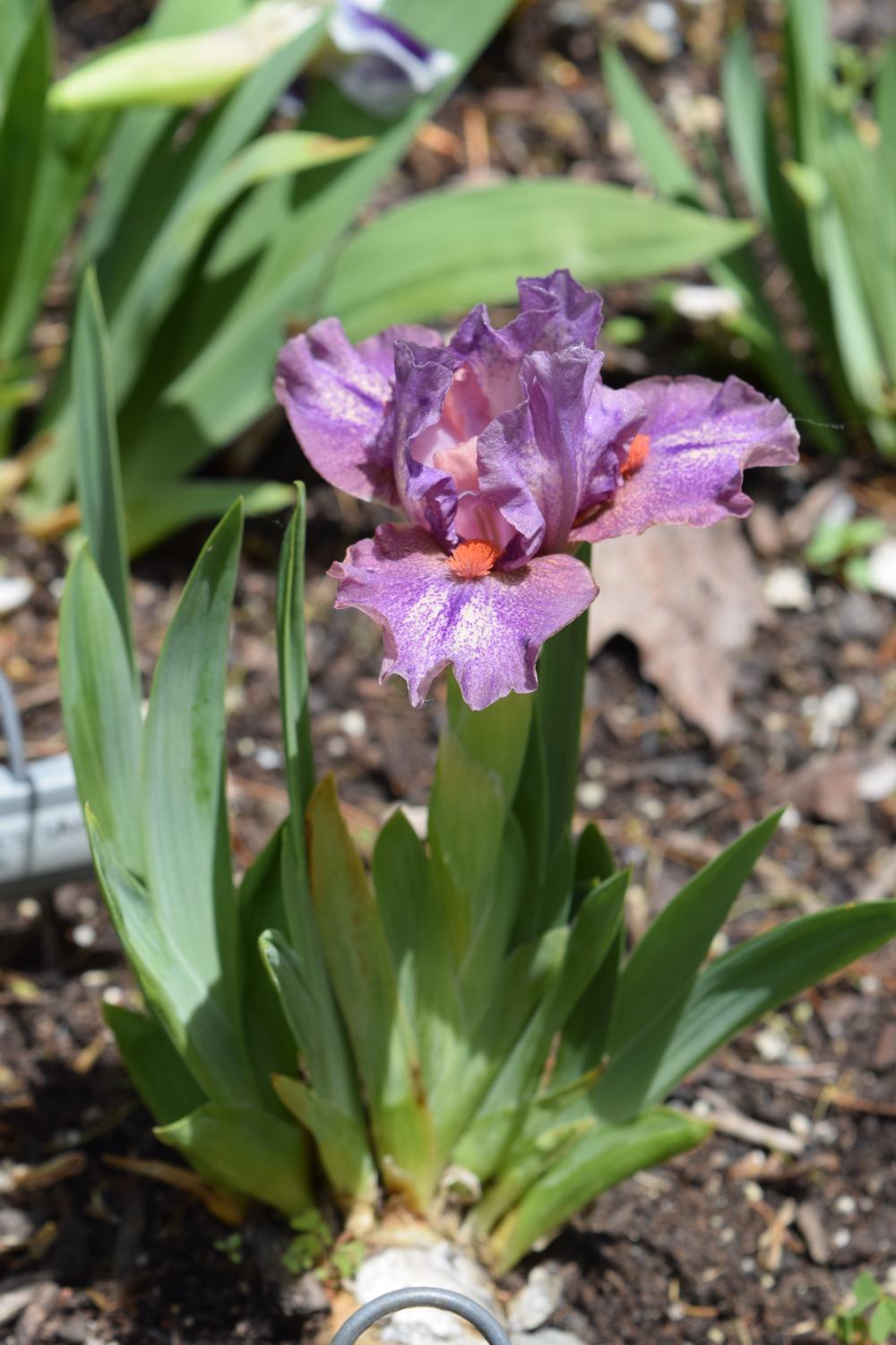 Photo of Standard Dwarf Bearded Iris (Iris 'Sweet Devotion') uploaded by Dachsylady86