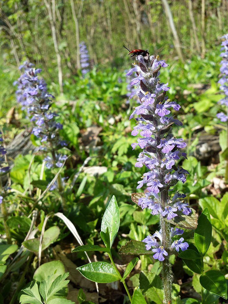 Photo of Bugleweed (Ajuga reptans) uploaded by DaylilySLP
