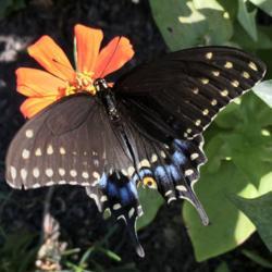 Location: My garden, Willow Valley Communities, Lakes Campus, Willow Street, Pennsylvania USA
Date: 2019-08-10
Eastern Black Swallowtail