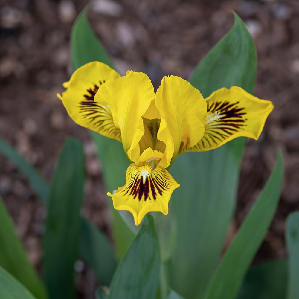 Photo of Standard Dwarf Bearded Iris (Iris 'Eyebright') uploaded by dirtdorphins