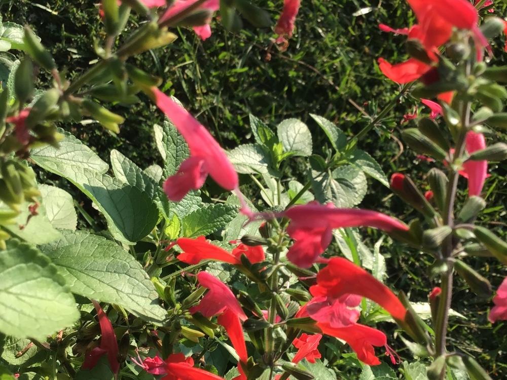 Photo of Scarlet Sage (Salvia coccinea 'Lady in Red') uploaded by gardenfish