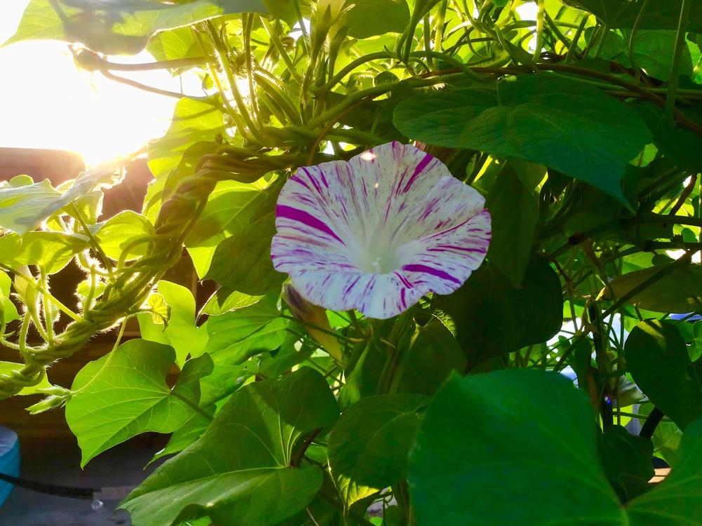 Photo of Morning Glories (Ipomoea) uploaded by gardenfish