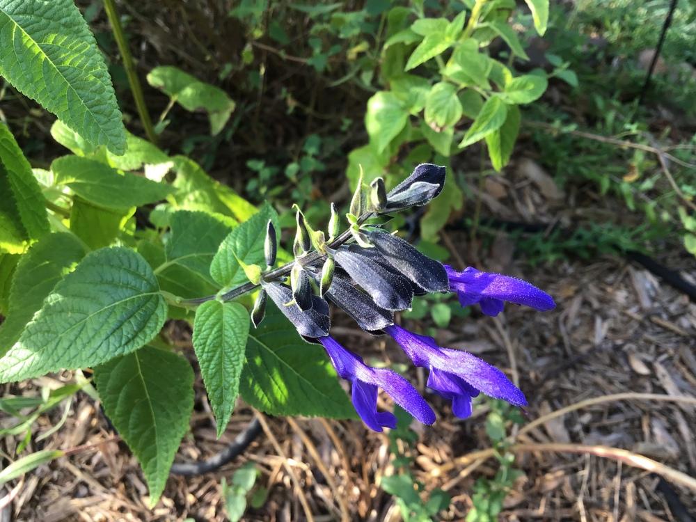 Photo of Anise-Scented Sage (Salvia coerulea 'Black and Blue') uploaded by gardenfish