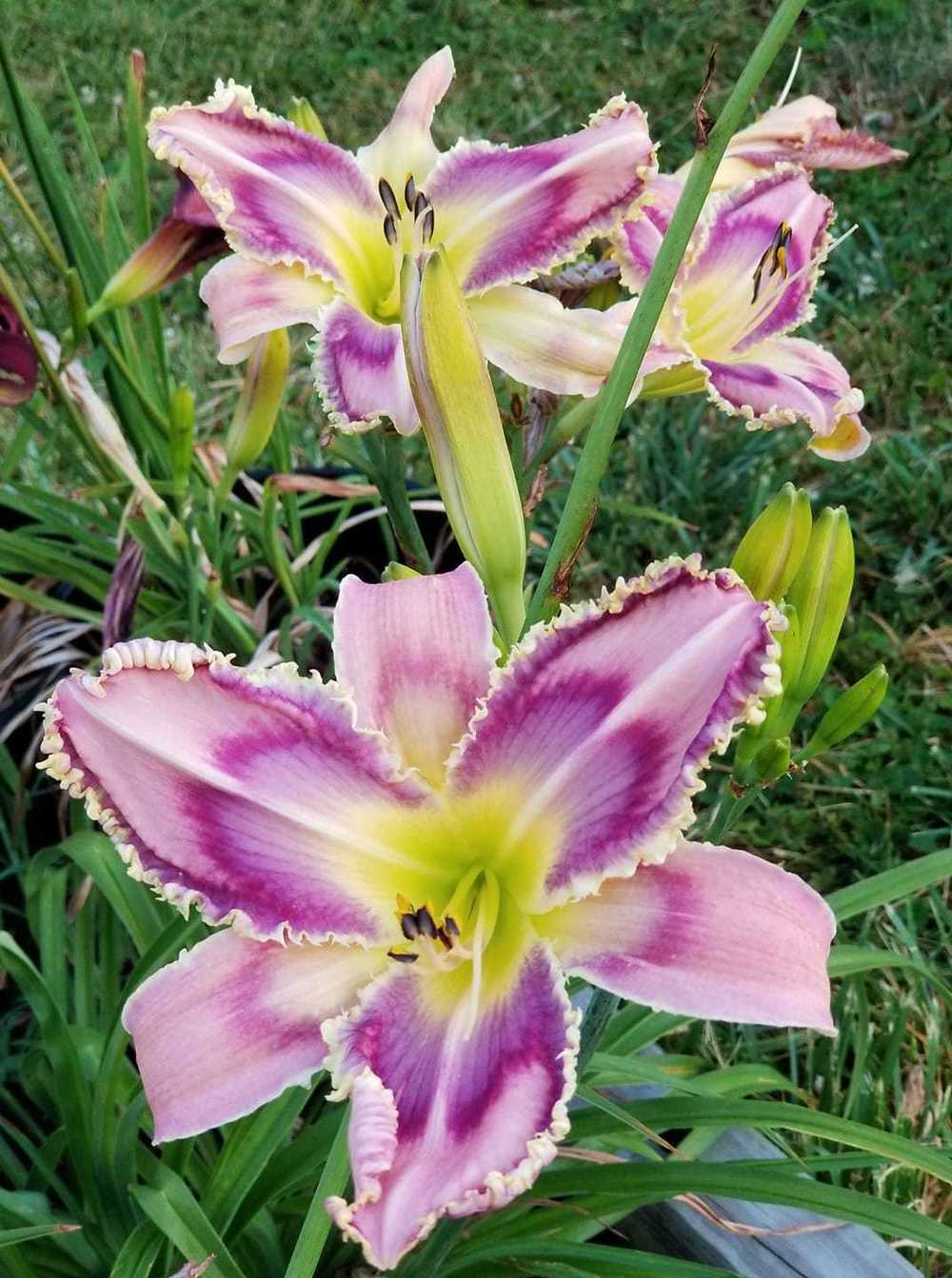 Photo of Daylily (Hemerocallis 'Entwined in the Vine') uploaded by mystlw