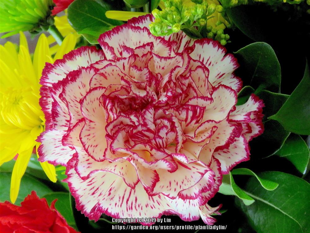 Photo of Carnation (Dianthus caryophyllus) uploaded by plantladylin