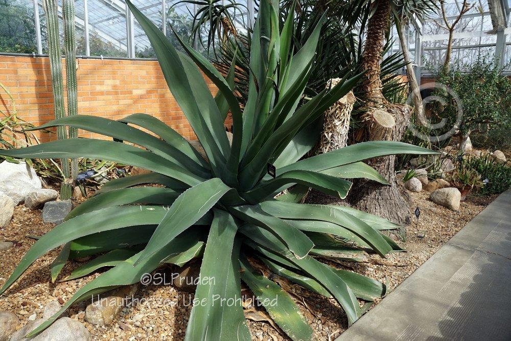 Photo of Agave (Agave americana) uploaded by DaylilySLP
