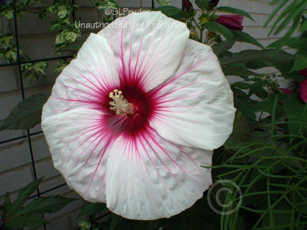 Photo of Hybrid Hardy Hibiscus (Hibiscus 'Kopper King') uploaded by DaylilySLP
