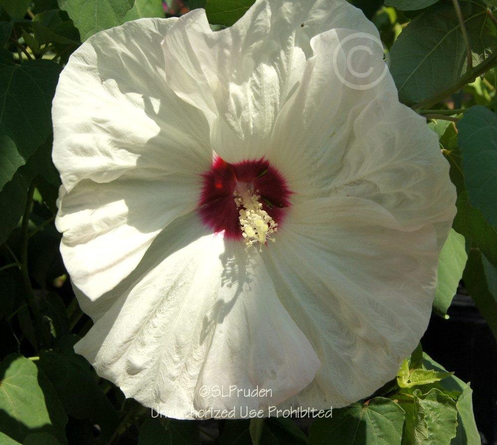 Photo of Hybrid Hardy Hibiscus (Hibiscus 'Old Yella') uploaded by DaylilySLP