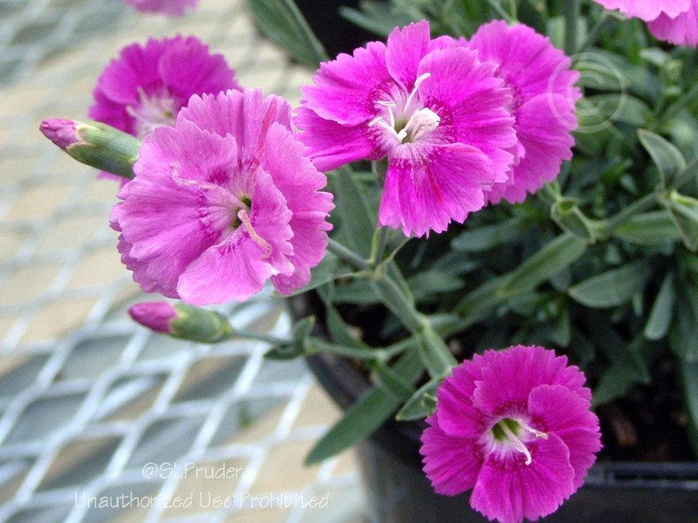 Photo of Cheddar Pinks (Dianthus Star Single™ Shooting Star) uploaded by DaylilySLP
