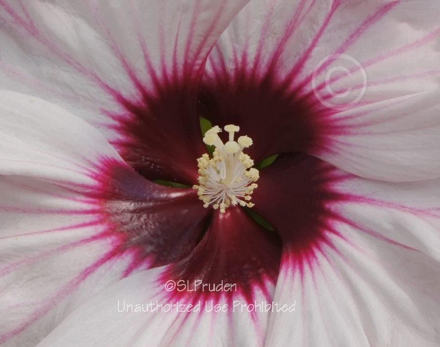Photo of Hybrid Hardy Hibiscus (Hibiscus Summerific™ Cherry Cheesecake) uploaded by DaylilySLP