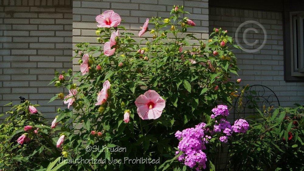 Photo of Hybrid Hardy Hibiscus (Hibiscus Cordial™ Peppermint Schnapps) uploaded by DaylilySLP