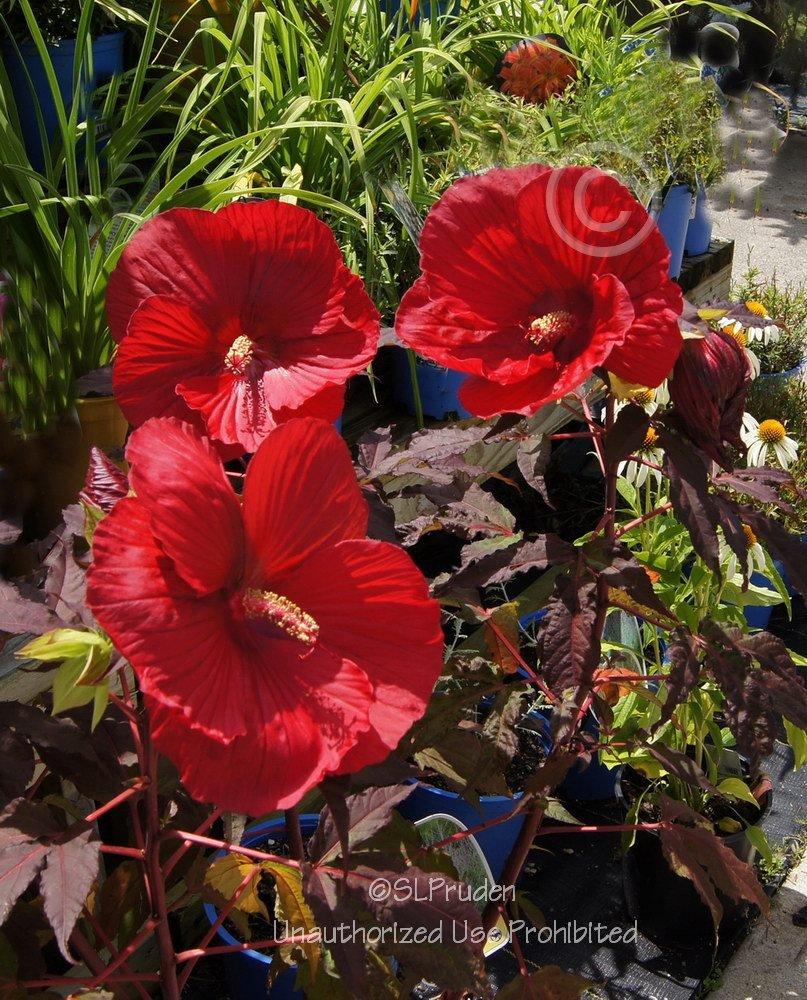 Photo of Hybrid Hardy Hibiscus (Hibiscus 'Midnight Marvel') uploaded by DaylilySLP