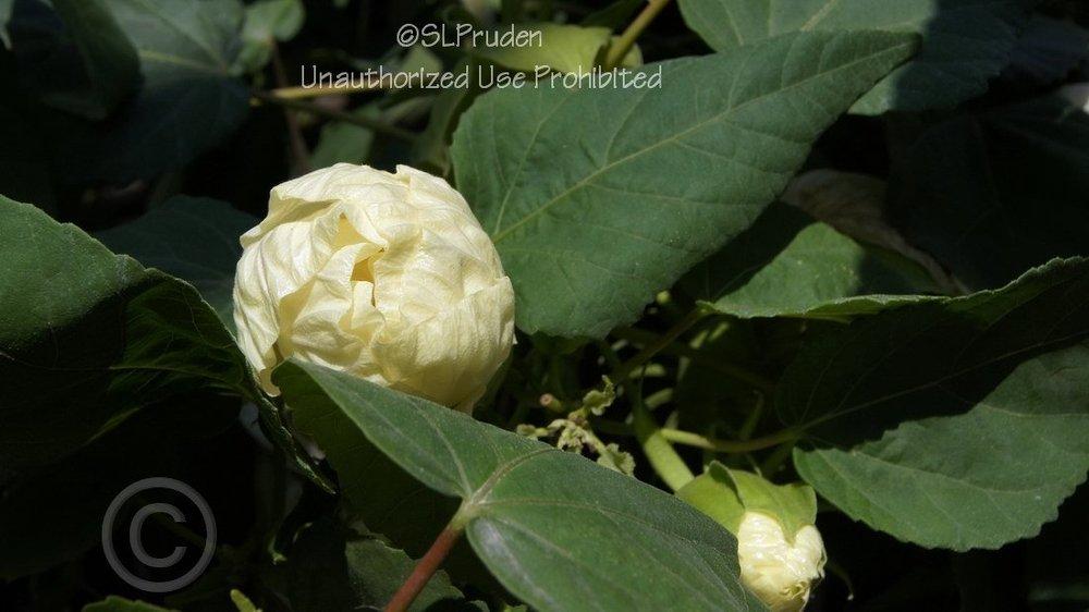Photo of Hybrid Hardy Hibiscus (Hibiscus 'Old Yella') uploaded by DaylilySLP