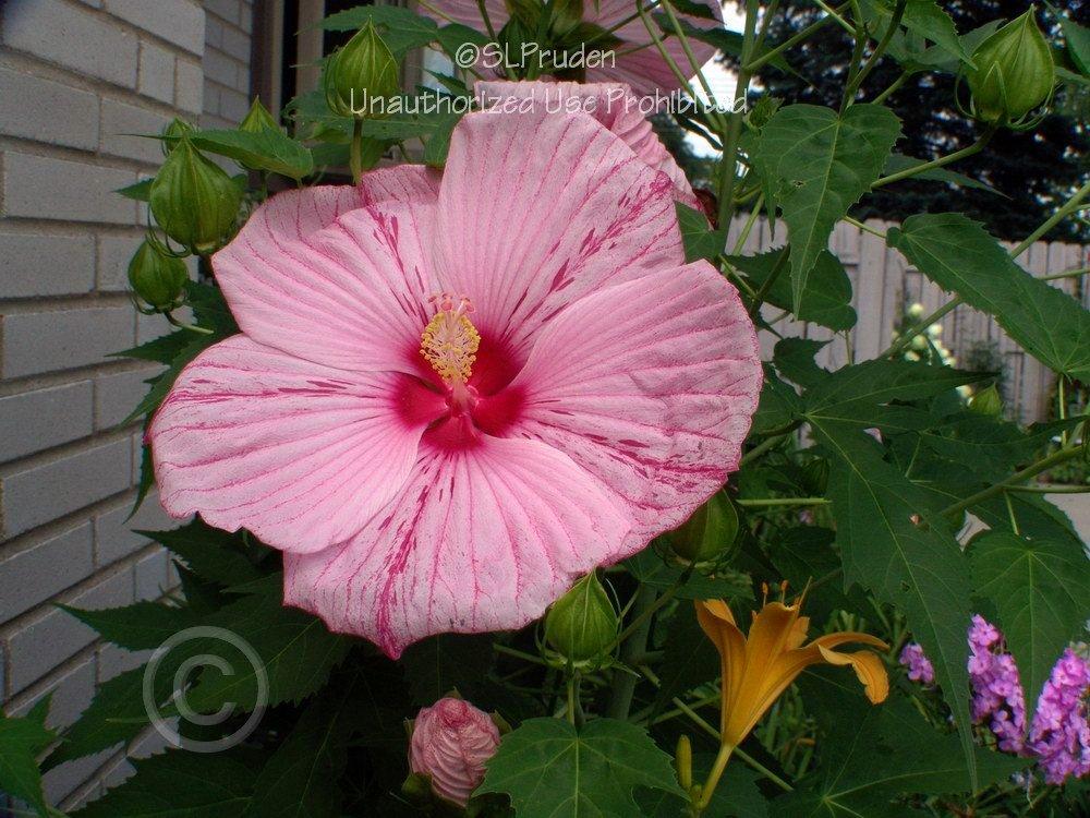 Photo of Hybrid Hardy Hibiscus (Hibiscus Cordial™ Peppermint Schnapps) uploaded by DaylilySLP