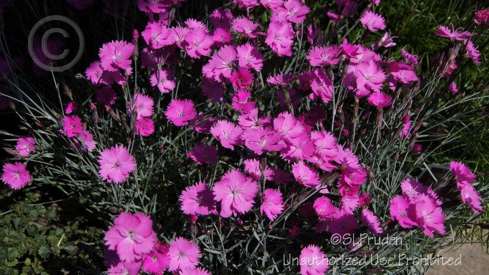 Photo of Cheddar Pink (Dianthus gratianopolitanus 'Feuerhexe') uploaded by DaylilySLP