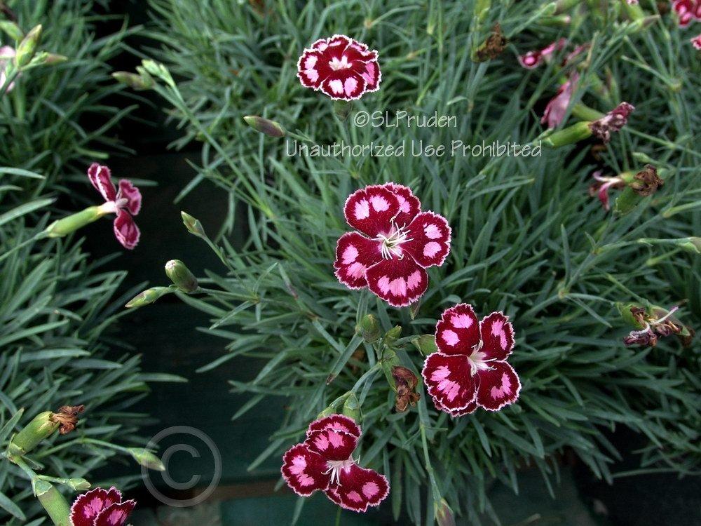 Photo of Carnation (Dianthus Star™ Spangled Star) uploaded by DaylilySLP