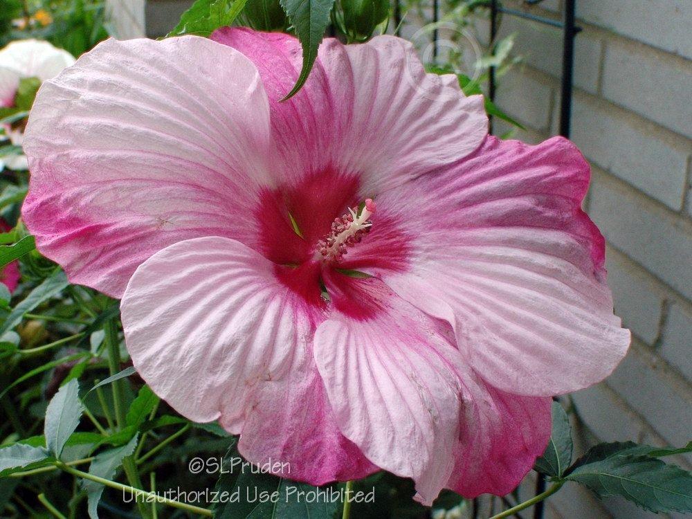 Photo of Hybrid Hardy Hibiscus (Hibiscus 'Turn of the Century') uploaded by DaylilySLP