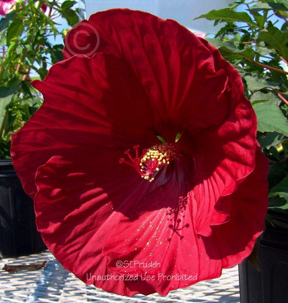 Photo of Hybrid Hardy Hibiscus (Hibiscus Summerific™ Cranberry Crush) uploaded by DaylilySLP
