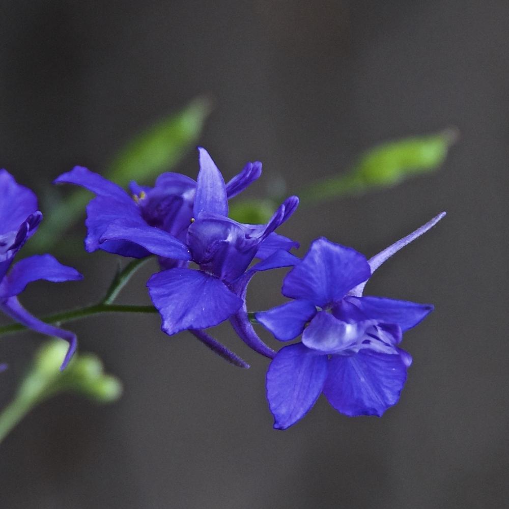 Photo of Larkspur (Consolida ajacis) uploaded by Fleur569