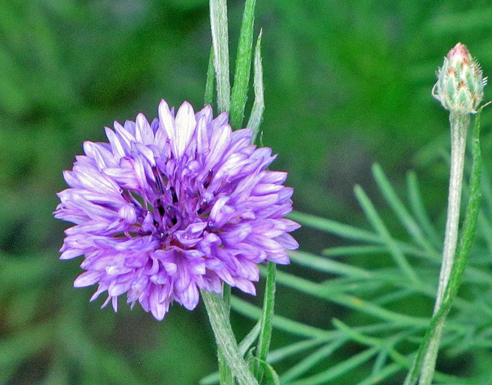 Photo of Bachelor's Buttons (Centaurea cyanus) uploaded by TBGDN