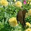 Pollinator: Eastern Black Swallowtail #Pollination #butterfly