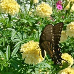 Location: My garden, Willow Valley Communities, Lakes Campus, Willow Street, Pennsylvania USA
Date: 2019-08-10
Pollinator: Eastern Black Swallowtail #Pollination #butterfly
