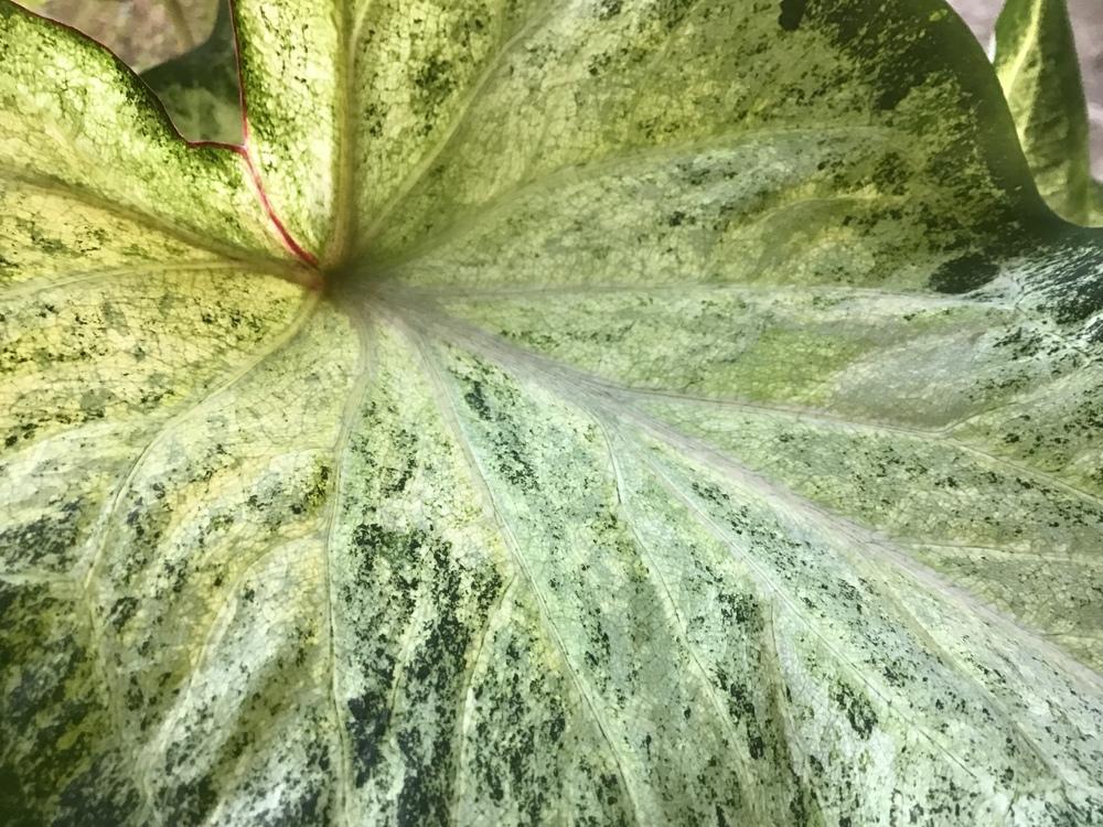 Photo of Strap-Leaf Caladium (Caladium 'White Wing') uploaded by gardenfish