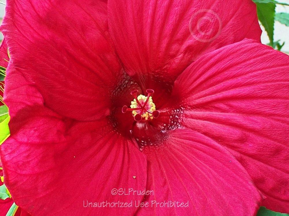 Photo of Hybrid Hardy Hibiscus (Hibiscus Luna™ Red) uploaded by DaylilySLP