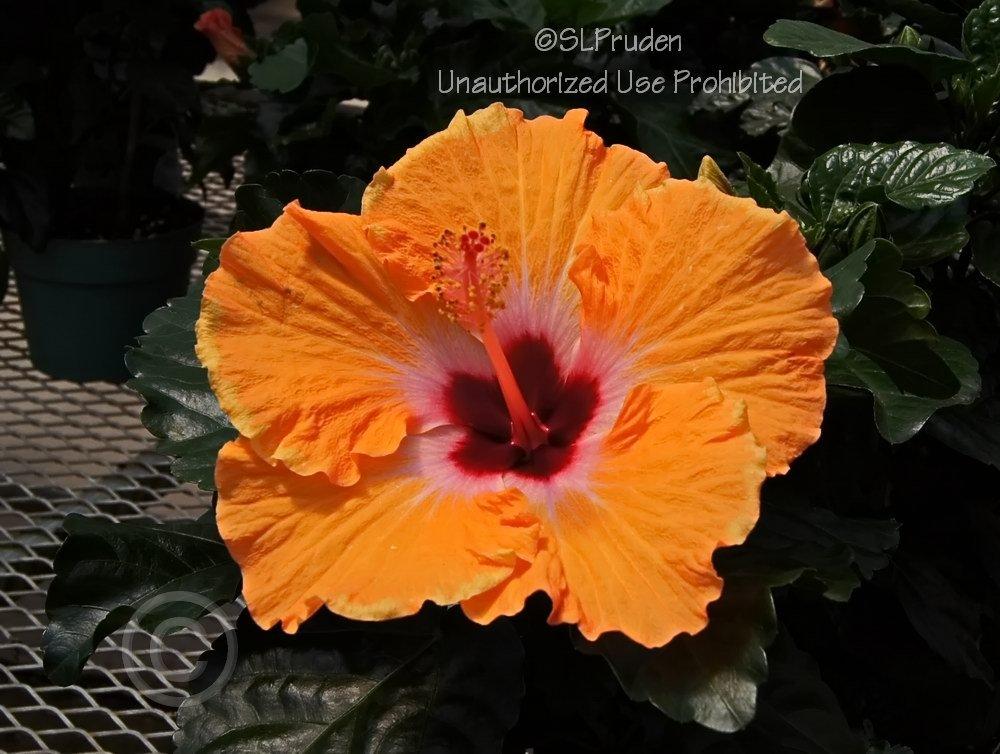 Photo of Tropical Hibiscus (Hibiscus rosa-sinensis 'Mandarin Wind') uploaded by DaylilySLP