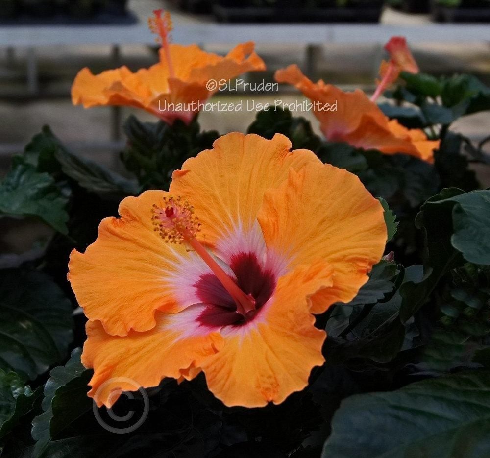 Photo of Tropical Hibiscus (Hibiscus rosa-sinensis 'Mandarin Wind') uploaded by DaylilySLP